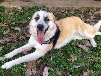 Enlarge Izzy, an adopted Mixed Breed in Lansing, MI image 3/3