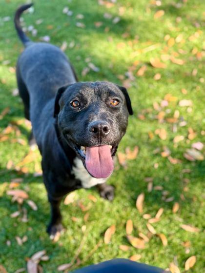 Enlarge London - 1, a Adoptable mixed breed in Daytona Beach, FL image 1/1