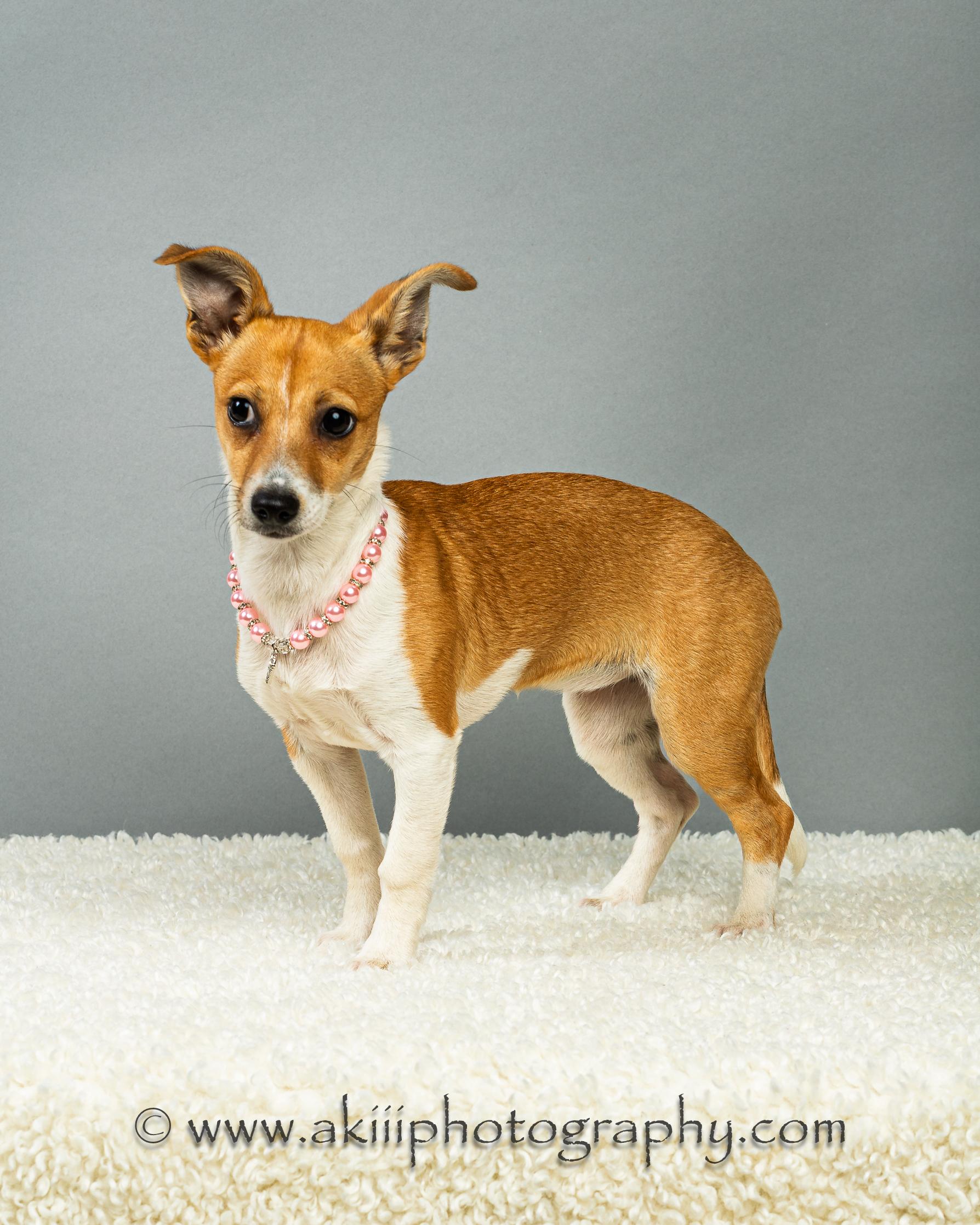 Enlarge Lilly - Puppy, a ADOPTABLE Chihuahua in Plano, TX image 6/6