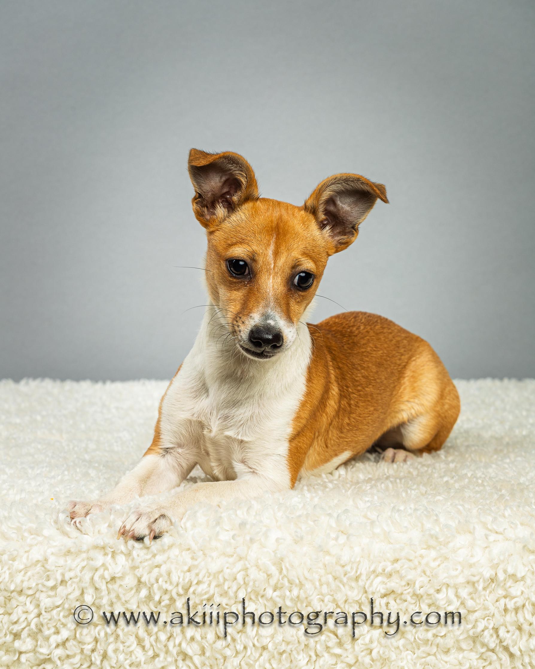 Enlarge Lilly - Puppy, a ADOPTABLE Chihuahua in Plano, TX image 5/6