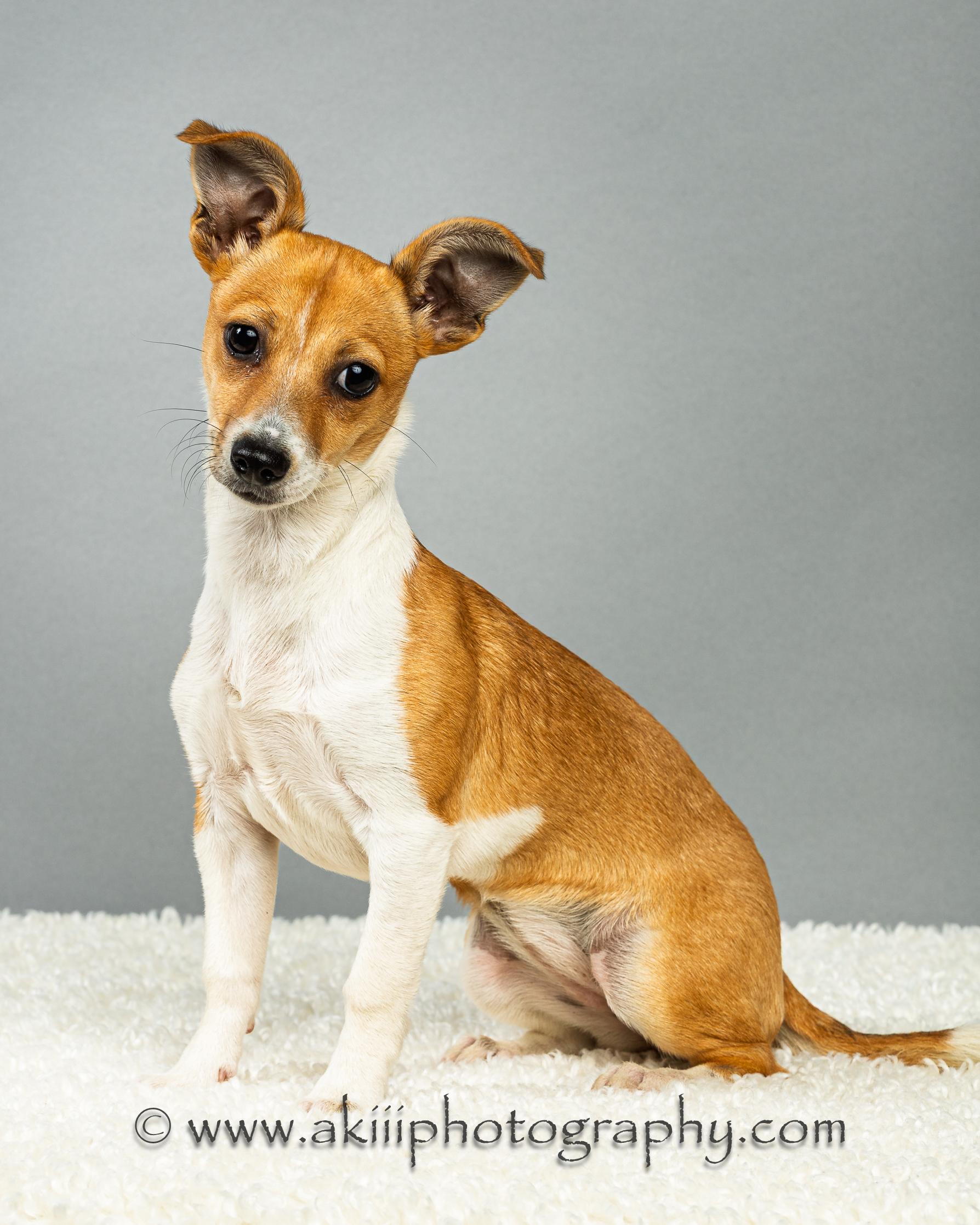Enlarge Lilly - Puppy, a ADOPTABLE Chihuahua in Plano, TX image 2/6