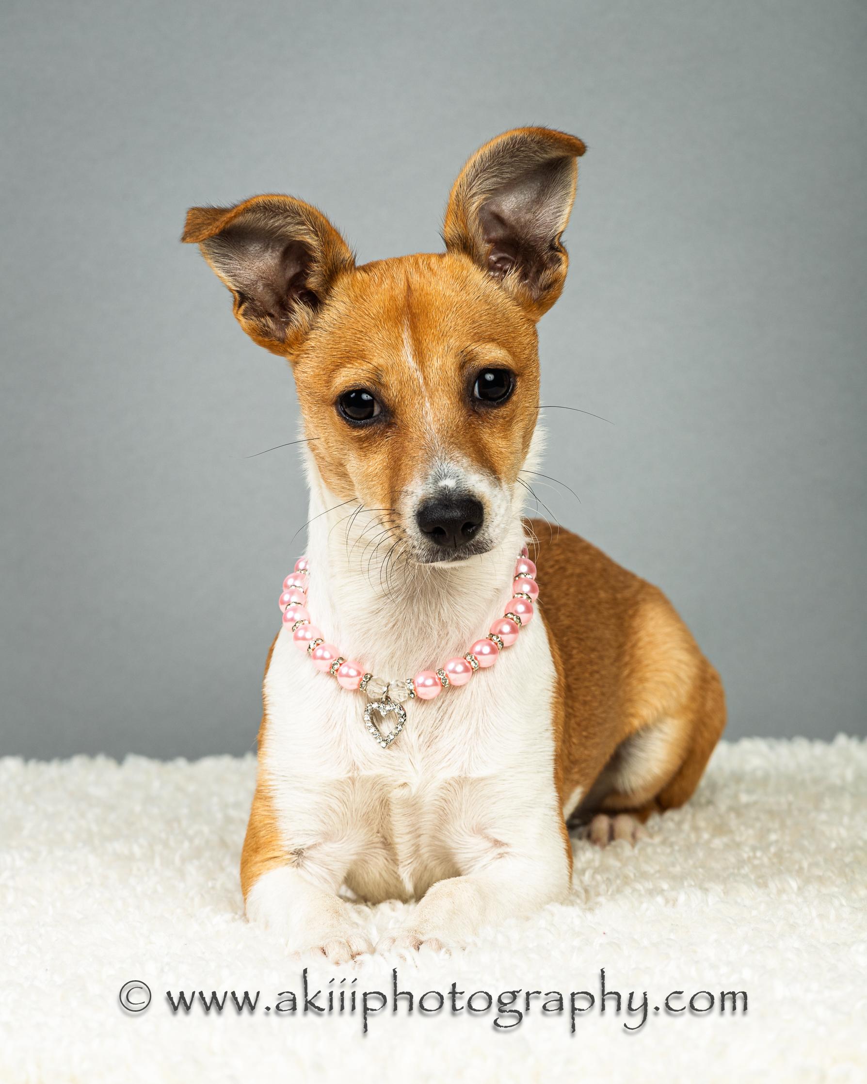 Enlarge Lilly - Puppy, a ADOPTABLE Chihuahua in Plano, TX image 3/6