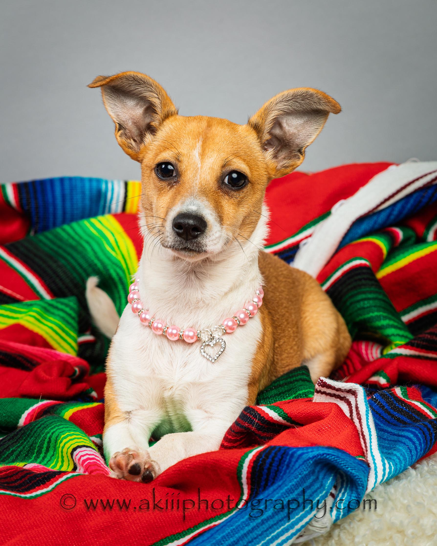 Enlarge Lilly - Puppy, a ADOPTABLE Chihuahua in Plano, TX image 1/6