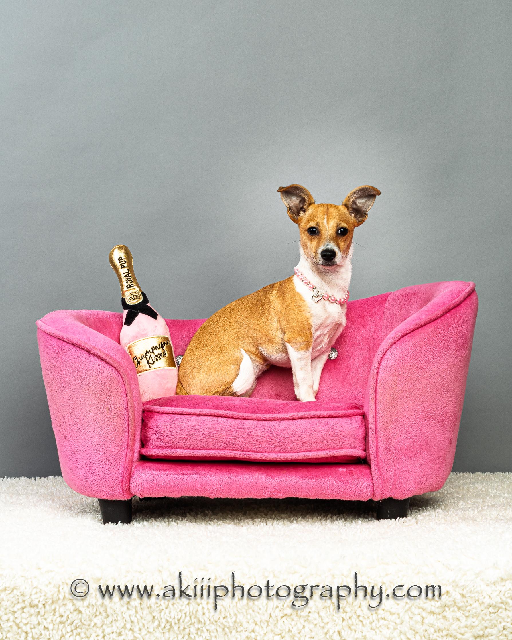 Enlarge Lilly - Puppy, a ADOPTABLE Chihuahua in Plano, TX image 4/6
