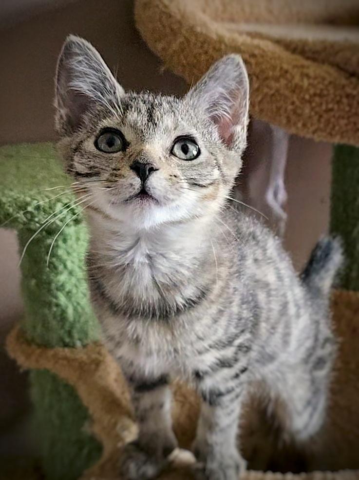 Dumpling, a Adopted mixed breed in BREINIGSVILLE, PA image 2/5