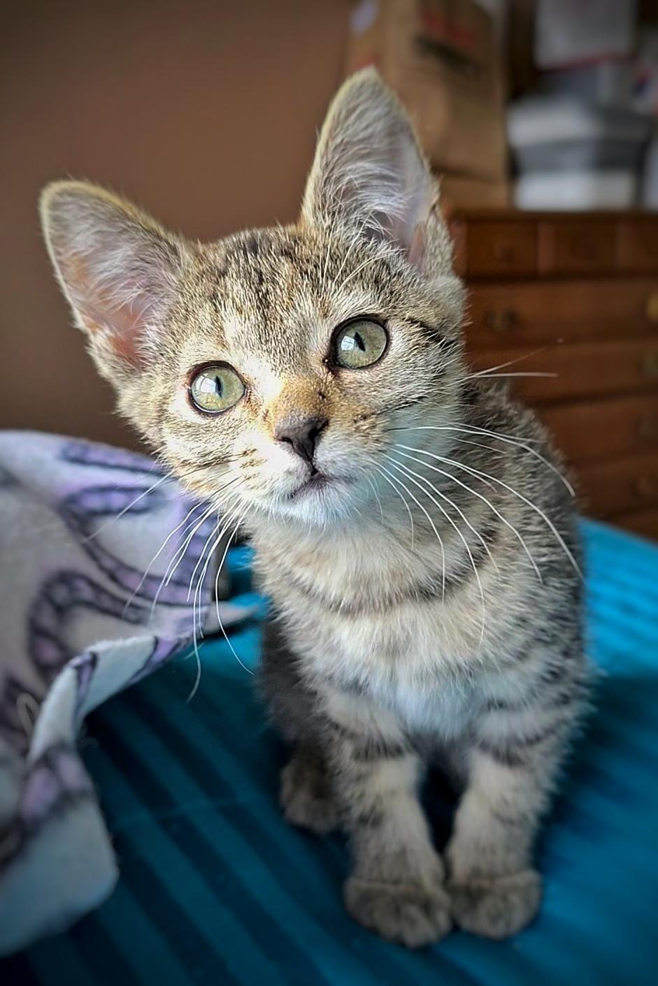 Dumpling, a Adopted mixed breed in BREINIGSVILLE, PA image 3/5