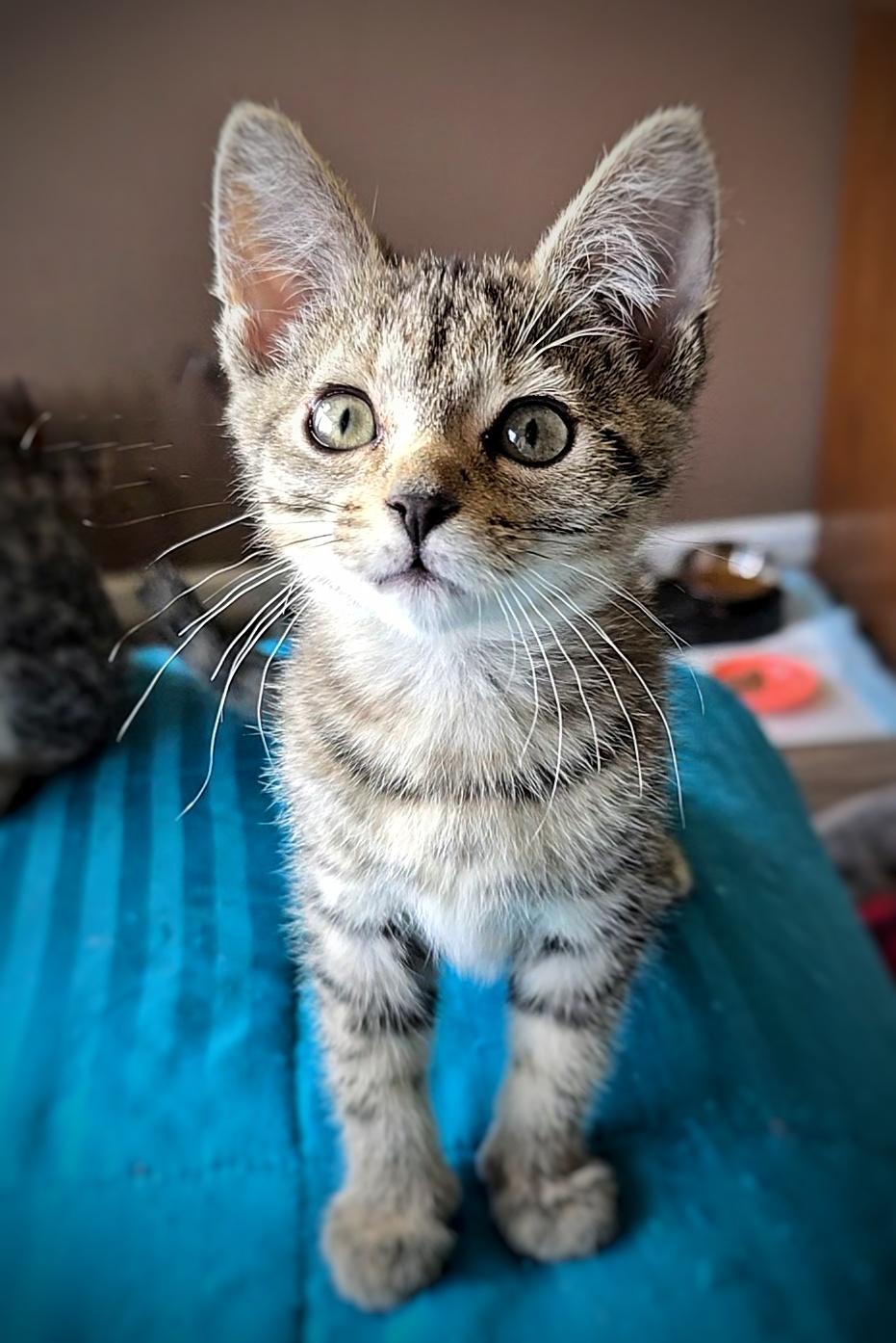 Dumpling, a Adopted mixed breed in BREINIGSVILLE, PA image 4/5