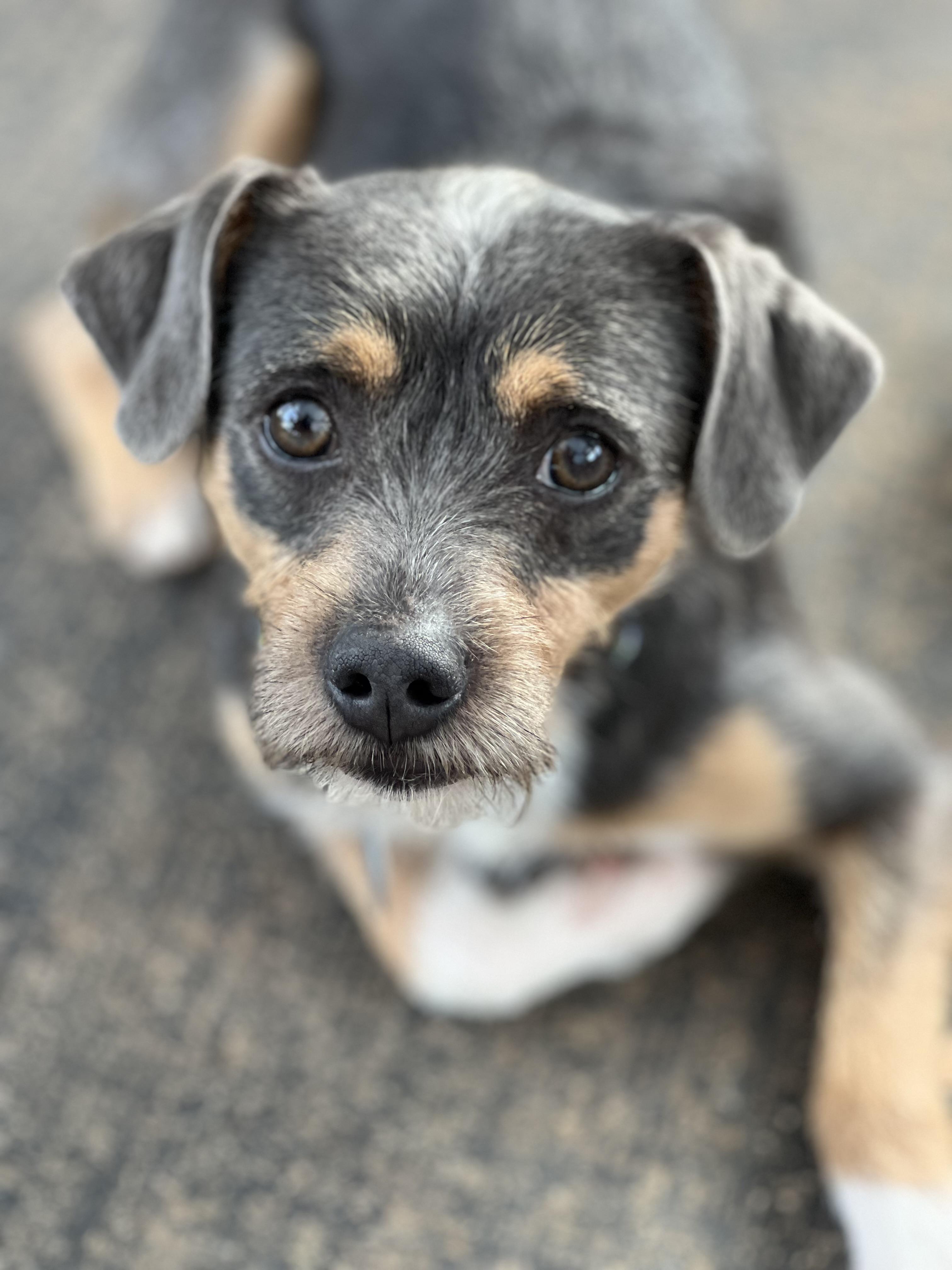 Leroy, adopted, Adult Male Terrier & Terrier.