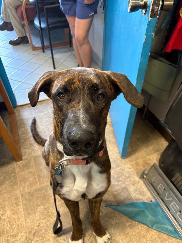 Kahlúa, Adoptable, Young Male German Shepherd Dog & American Bulldog.