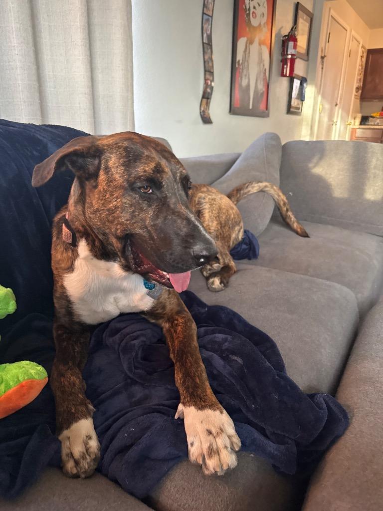 Enlarge Kahlúa, a Adoptable mixed breed in Reno, NV image 3/6