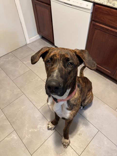 Enlarge Kahlúa, a Adoptable mixed breed in Reno, NV image 4/6