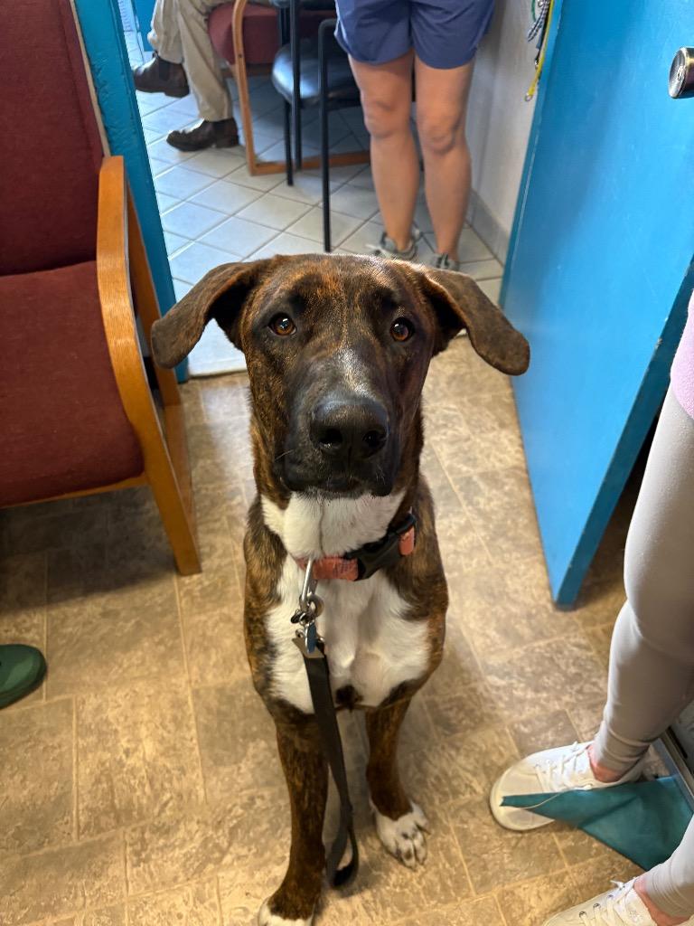 Enlarge Kahlúa, a Adoptable mixed breed in Reno, NV image 5/6