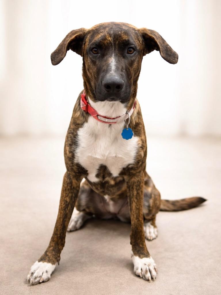 Enlarge Kahlúa, a Adoptable mixed breed in Reno, NV image 6/6