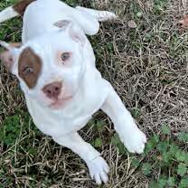 Enlarge Chloe, an adopted mixed breed in Watertown, CT image 2/4