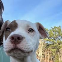 Enlarge Chloe, an adopted mixed breed in Watertown, CT image 3/4