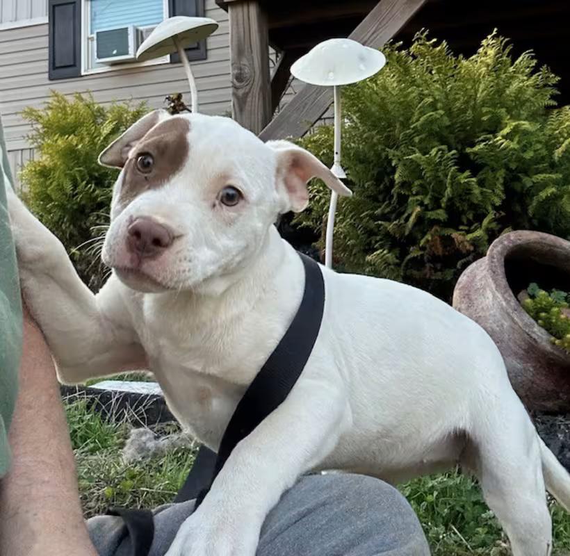 Chloe, adopted, Puppy Female Pit Bull Terrier & Boxer.