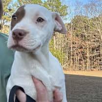 Enlarge Chloe, an adopted mixed breed in Watertown, CT image 4/4