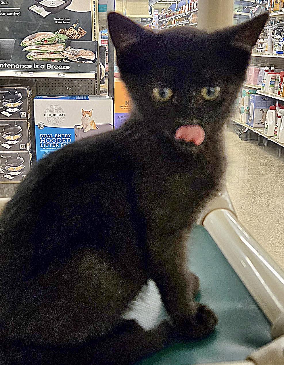Tarot, adopted, Kitten Male Domestic Short Hair.