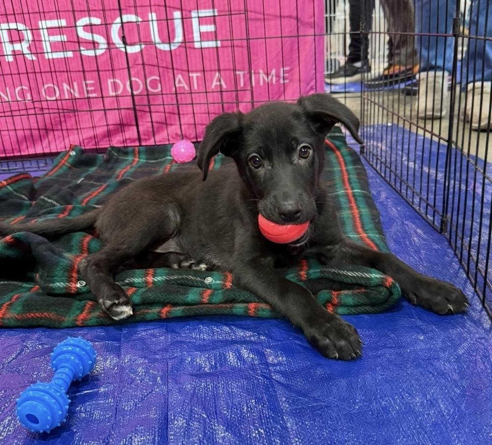 Perseus, Adoptable, Puppy Male Shepherd & Labrador Retriever.