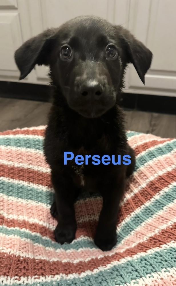 Enlarge Perseus, a Adoptable mixed breed in Cheektowaga, NY image 2/2