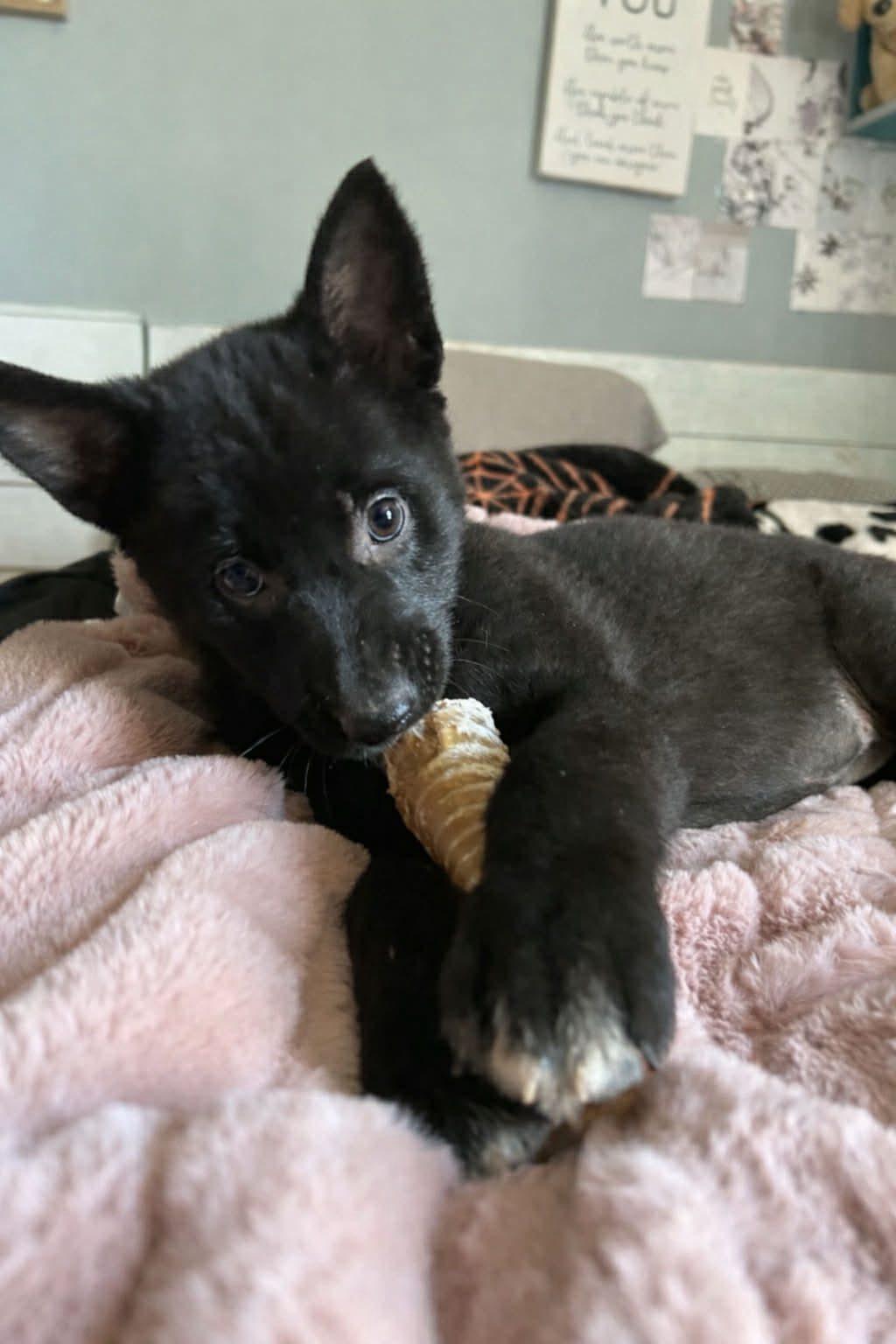 Sid, ADOPTABLE, Puppy Female German Shepherd Dog.