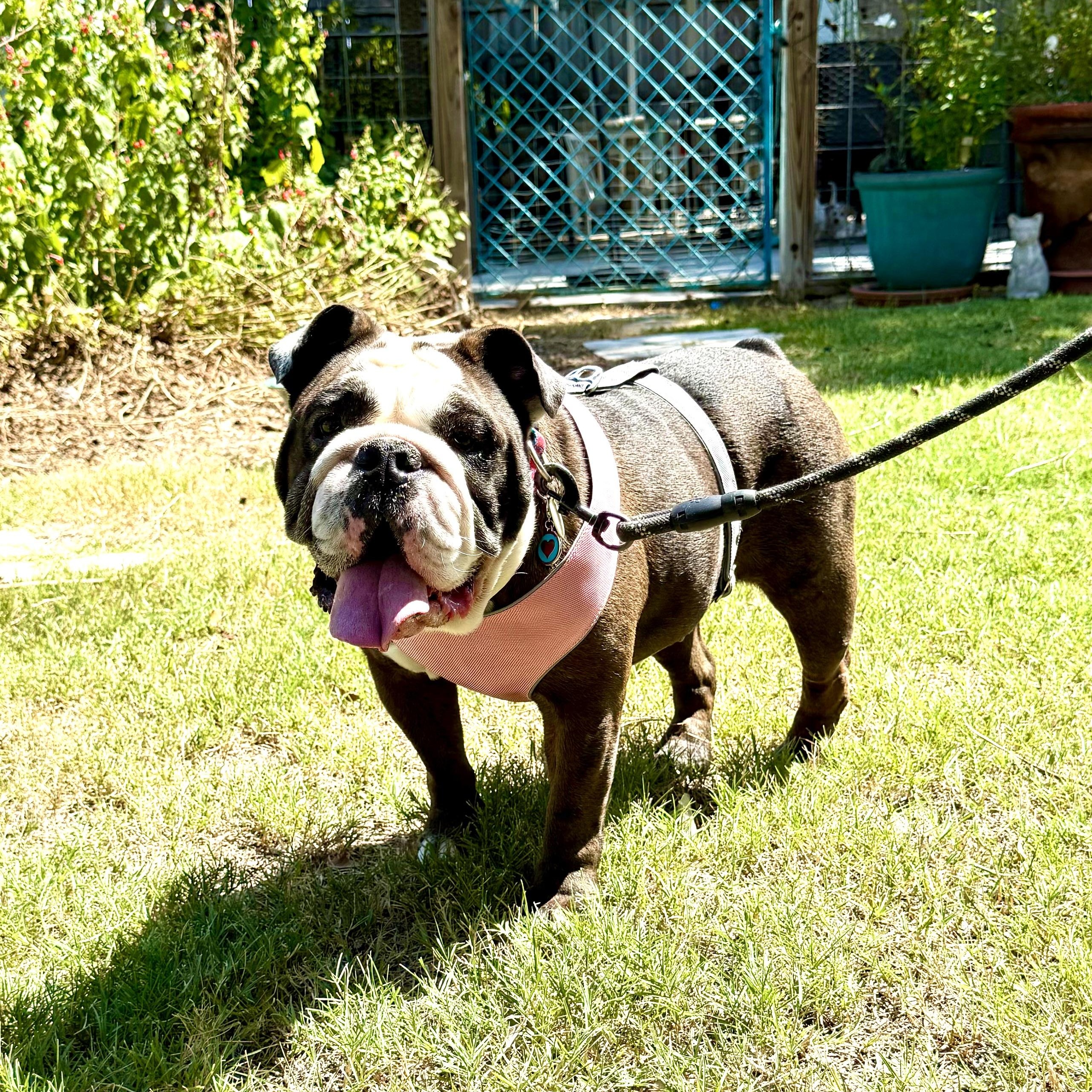 Enlarge Penelope is looking for love!, a Adoptable English Bulldog in North Branford, CT image 5/6