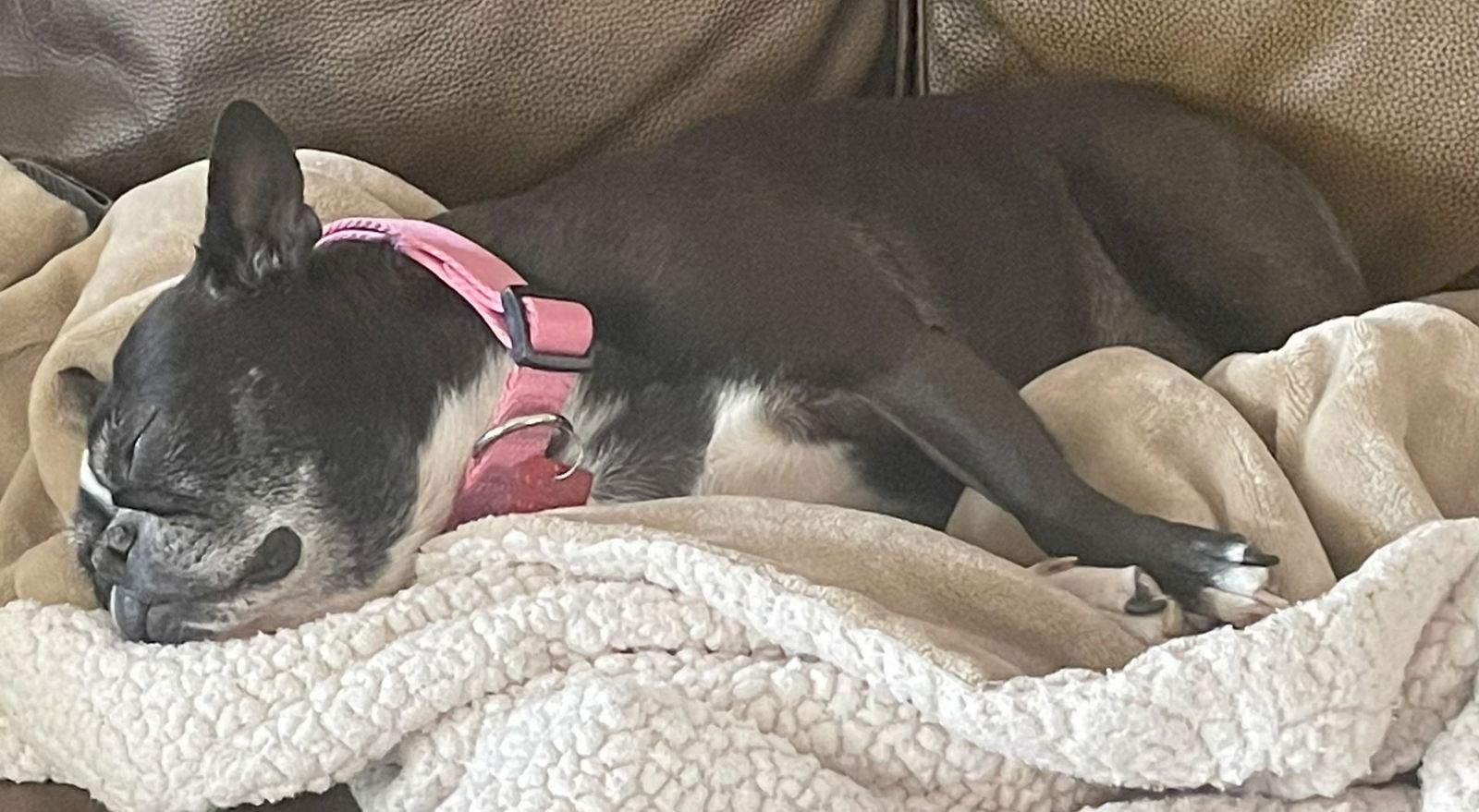 Enlarge Pippa 2, a Adopted mixed breed in Scottsdale, AZ image 1/3