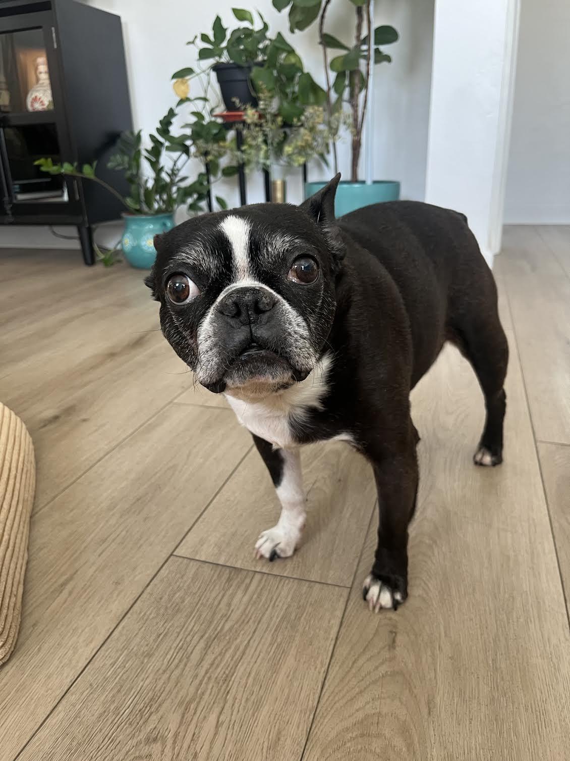 Enlarge Pippa 2, a Adopted mixed breed in Scottsdale, AZ image 2/3