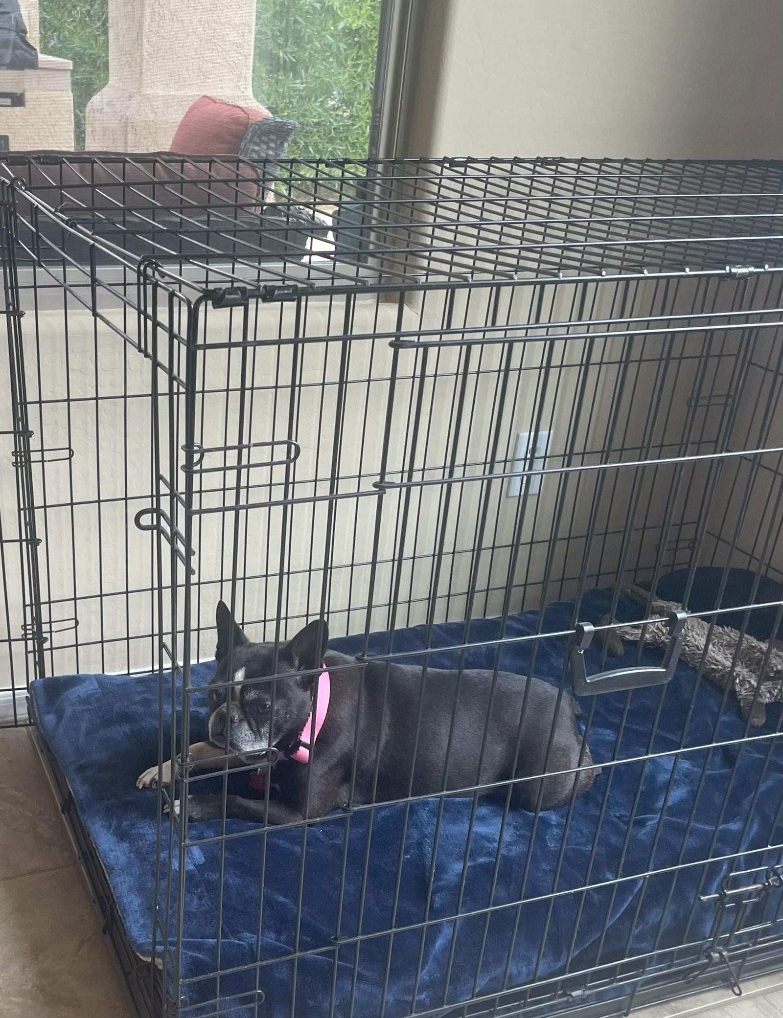 Enlarge Pippa 2, a Adopted mixed breed in Scottsdale, AZ image 3/3