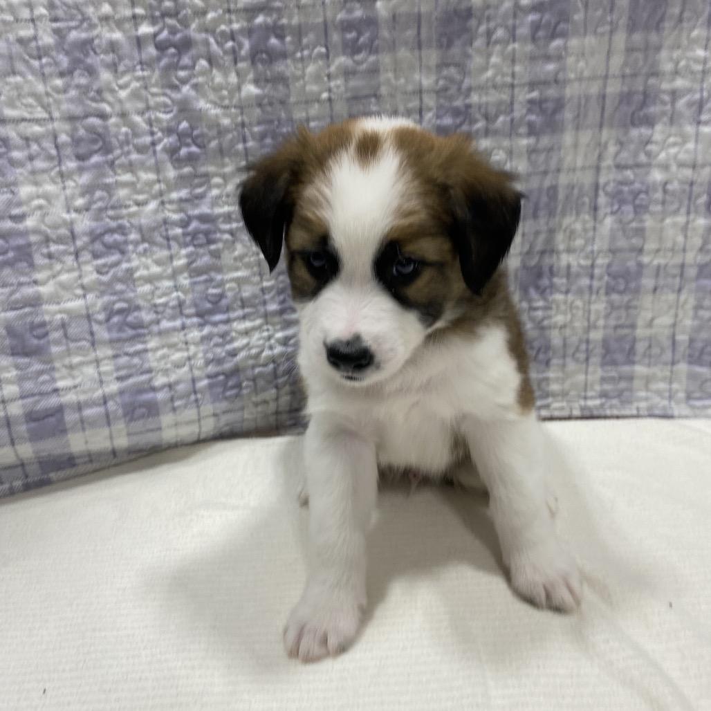 Summit, Adoptable, Puppy Male German Shepherd Dog & Collie.