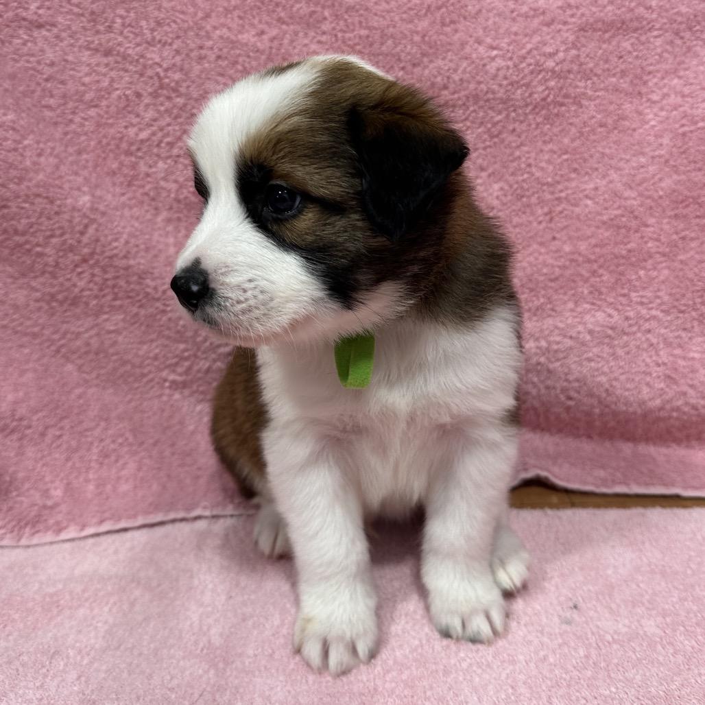 Enlarge Summit, a Adoptable mixed breed in Puslinch, ON image 2/6