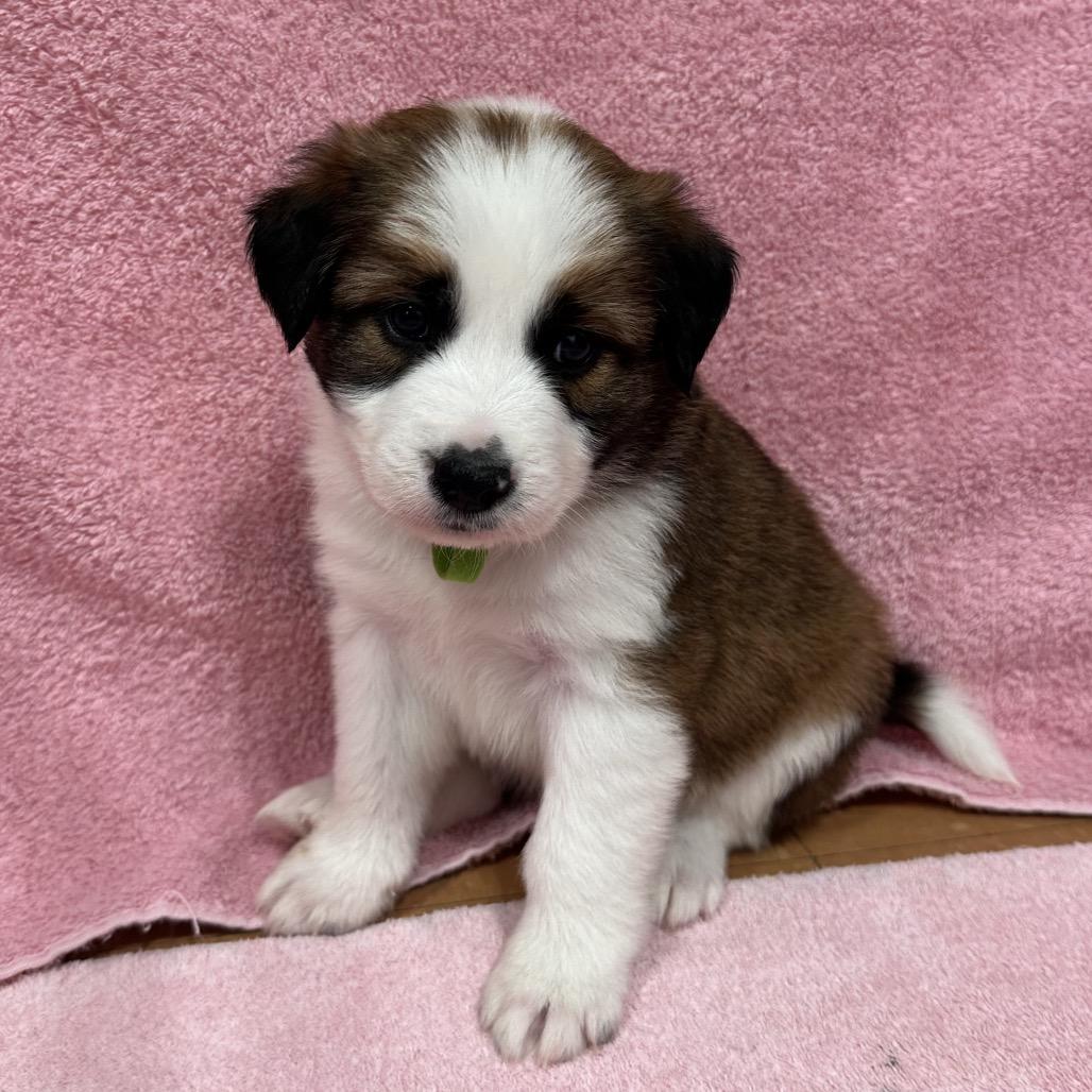 Enlarge Summit, a Adoptable mixed breed in Puslinch, ON image 3/6