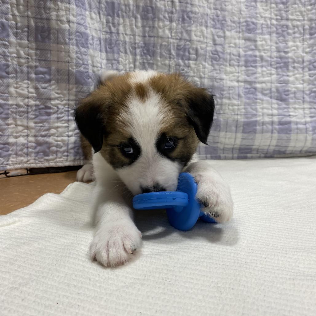 Enlarge Summit, a Adoptable mixed breed in Puslinch, ON image 4/6