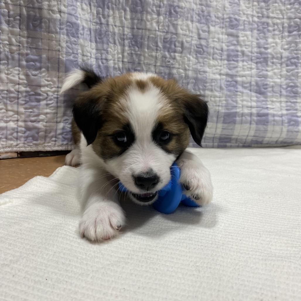 Enlarge Summit, a Adoptable mixed breed in Puslinch, ON image 5/6