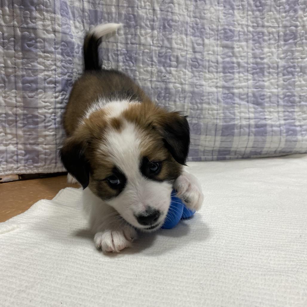 Enlarge Summit, a Adoptable mixed breed in Puslinch, ON image 6/6