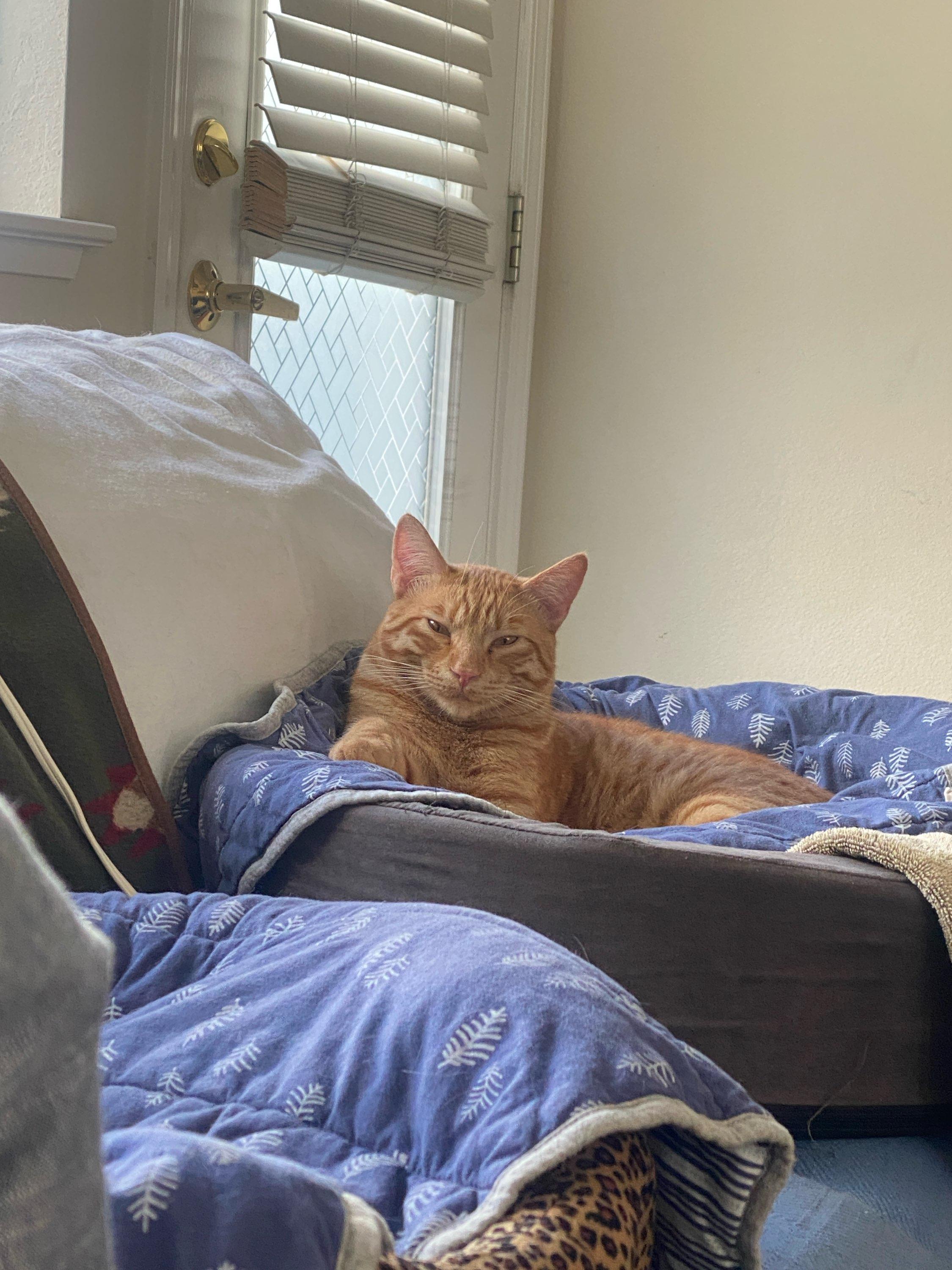 Cheddar, Adoptable, Young Male Domestic Short Hair.