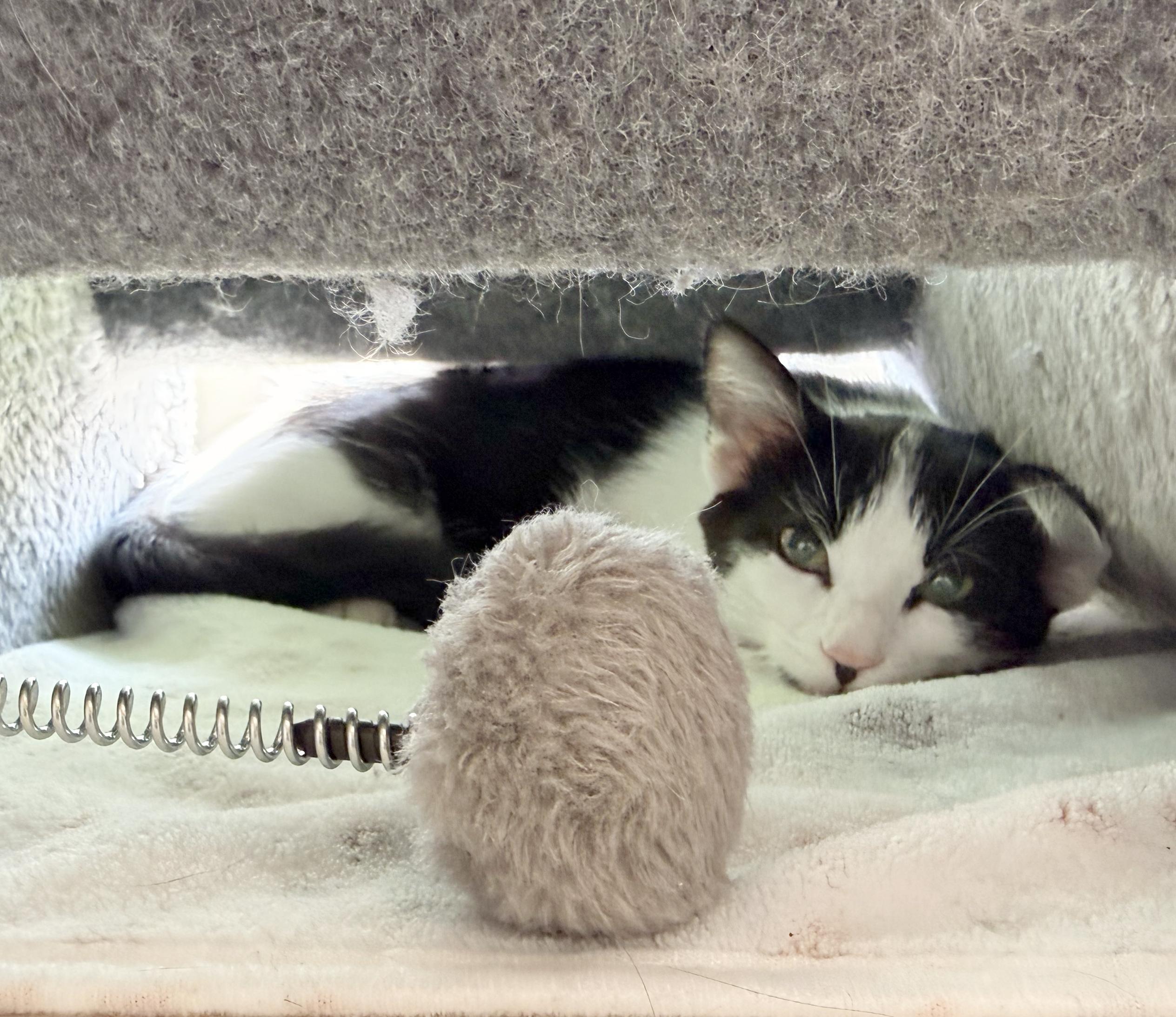 Enlarge Jamie, a Adoptable Domestic Short Hair in Parkville, MO image 5/6