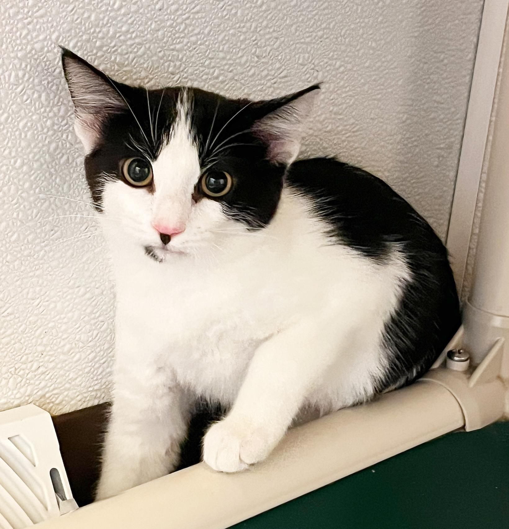 Enlarge Jamie, a Adoptable Domestic Short Hair in Parkville, MO image 3/6