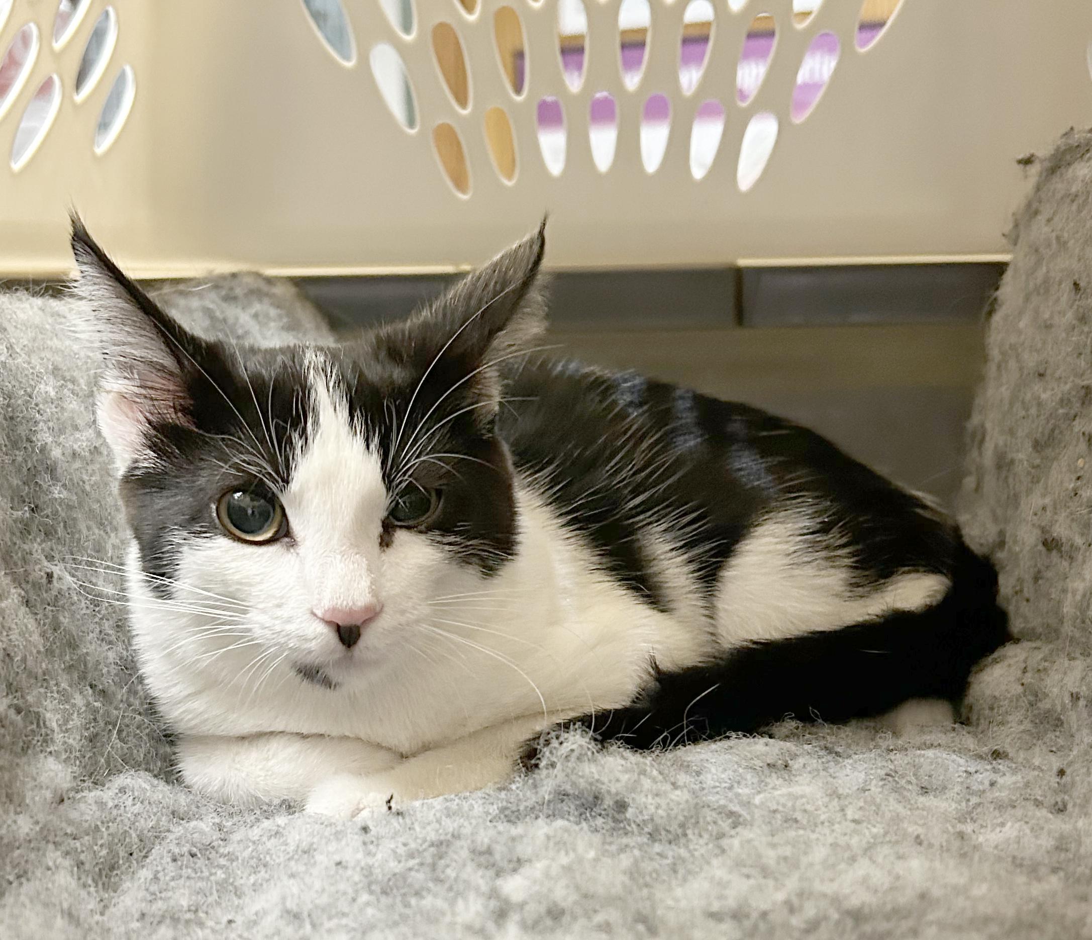 Enlarge Jamie, a Adoptable Domestic Short Hair in Parkville, MO image 4/6