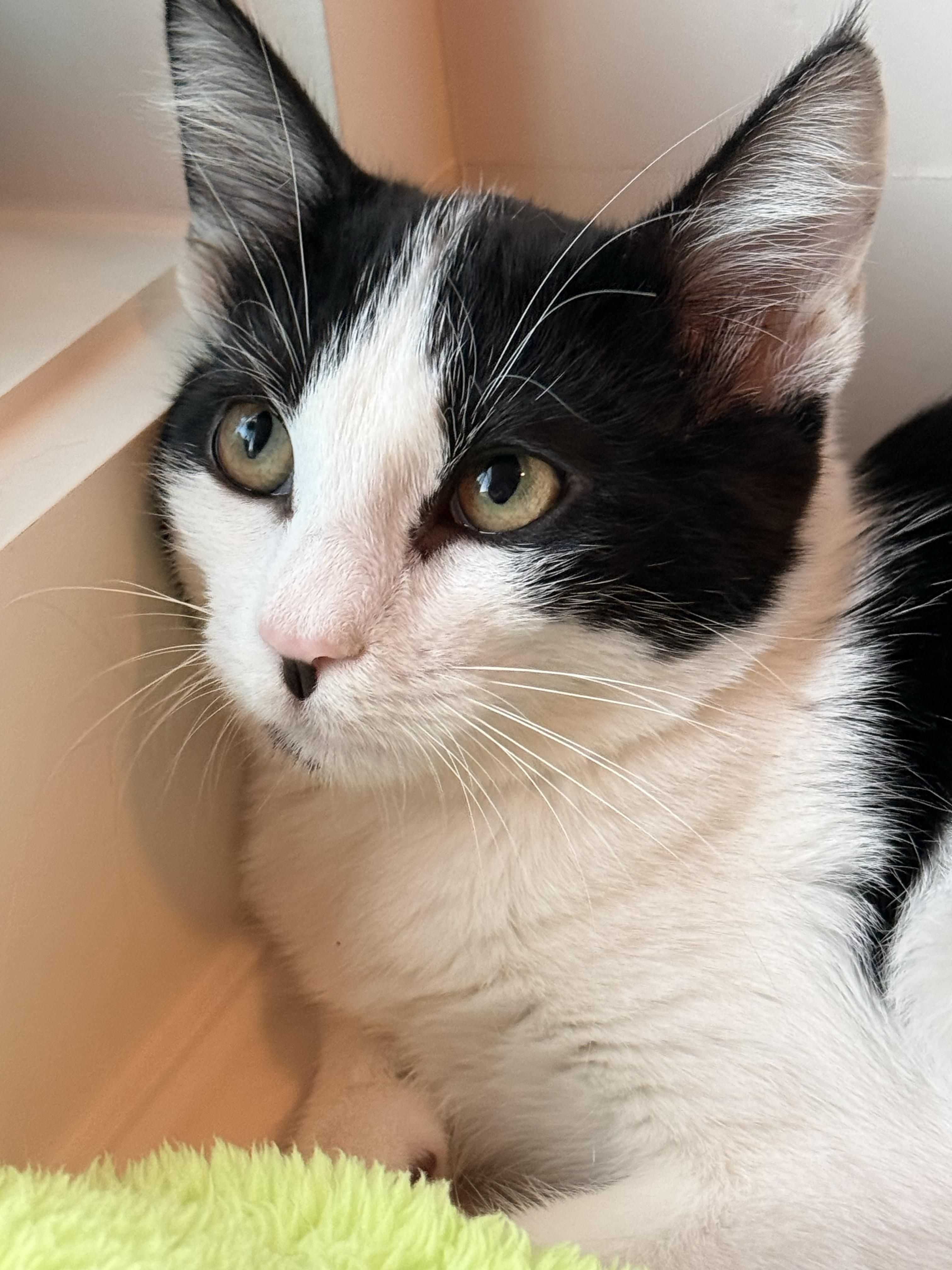 Enlarge Jamie, a Adoptable Domestic Short Hair in Parkville, MO image 2/6