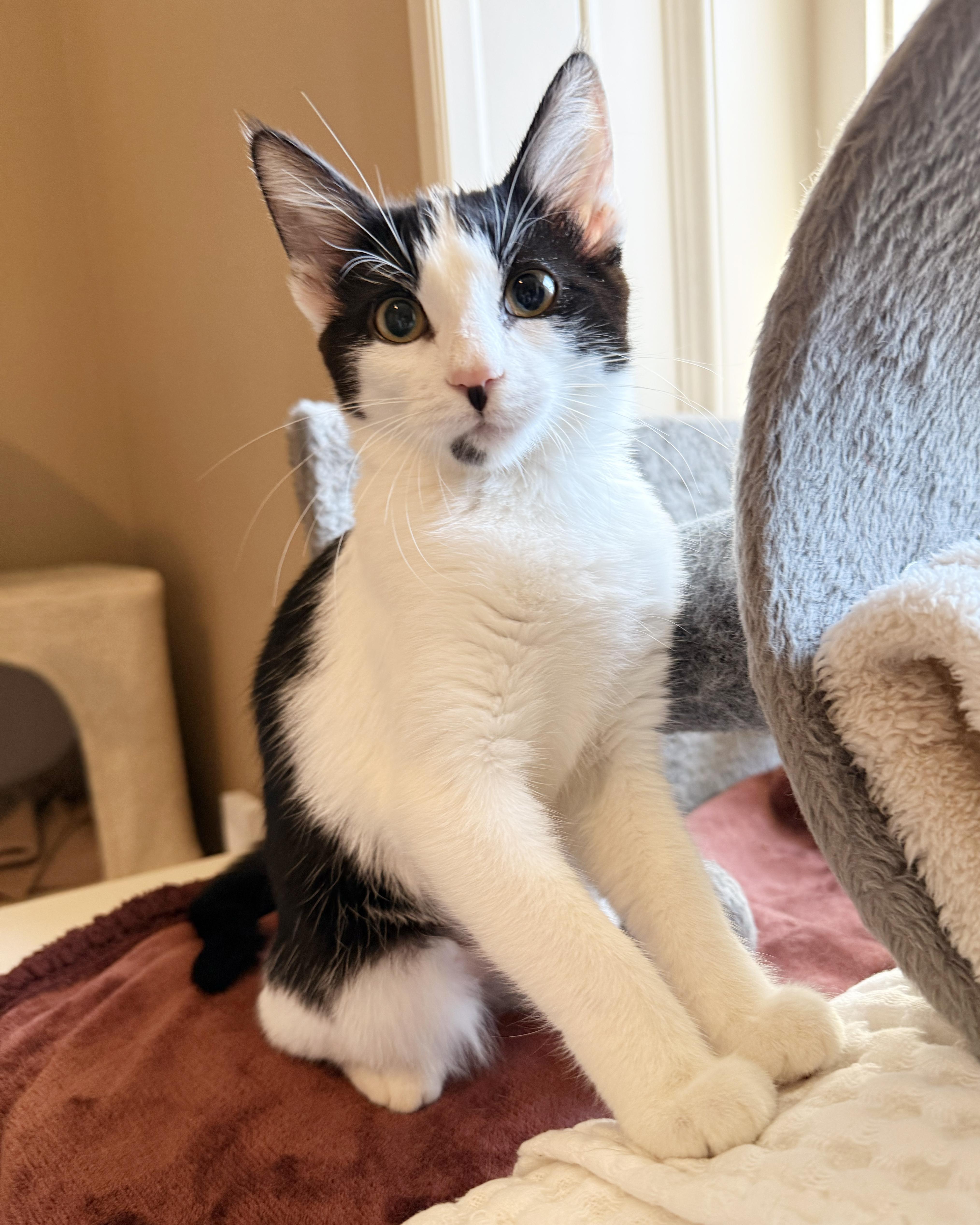Enlarge Jamie, a Adoptable Domestic Short Hair in Parkville, MO image 1/6