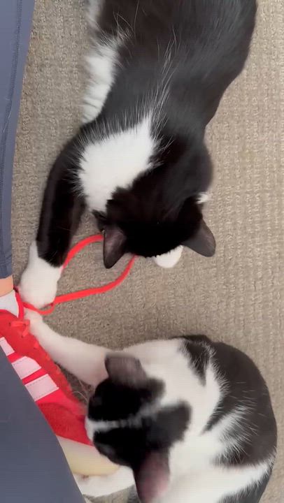 Enlarge Jamie, a Adoptable Domestic Short Hair in Parkville, MO video 6/6