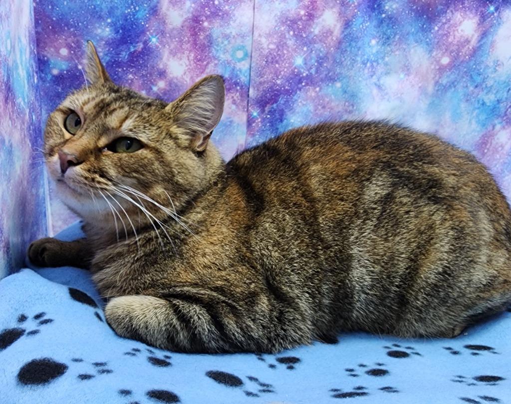 Enlarge Maggie, a Adoptable mixed breed in Washington Court House, OH image 1/1