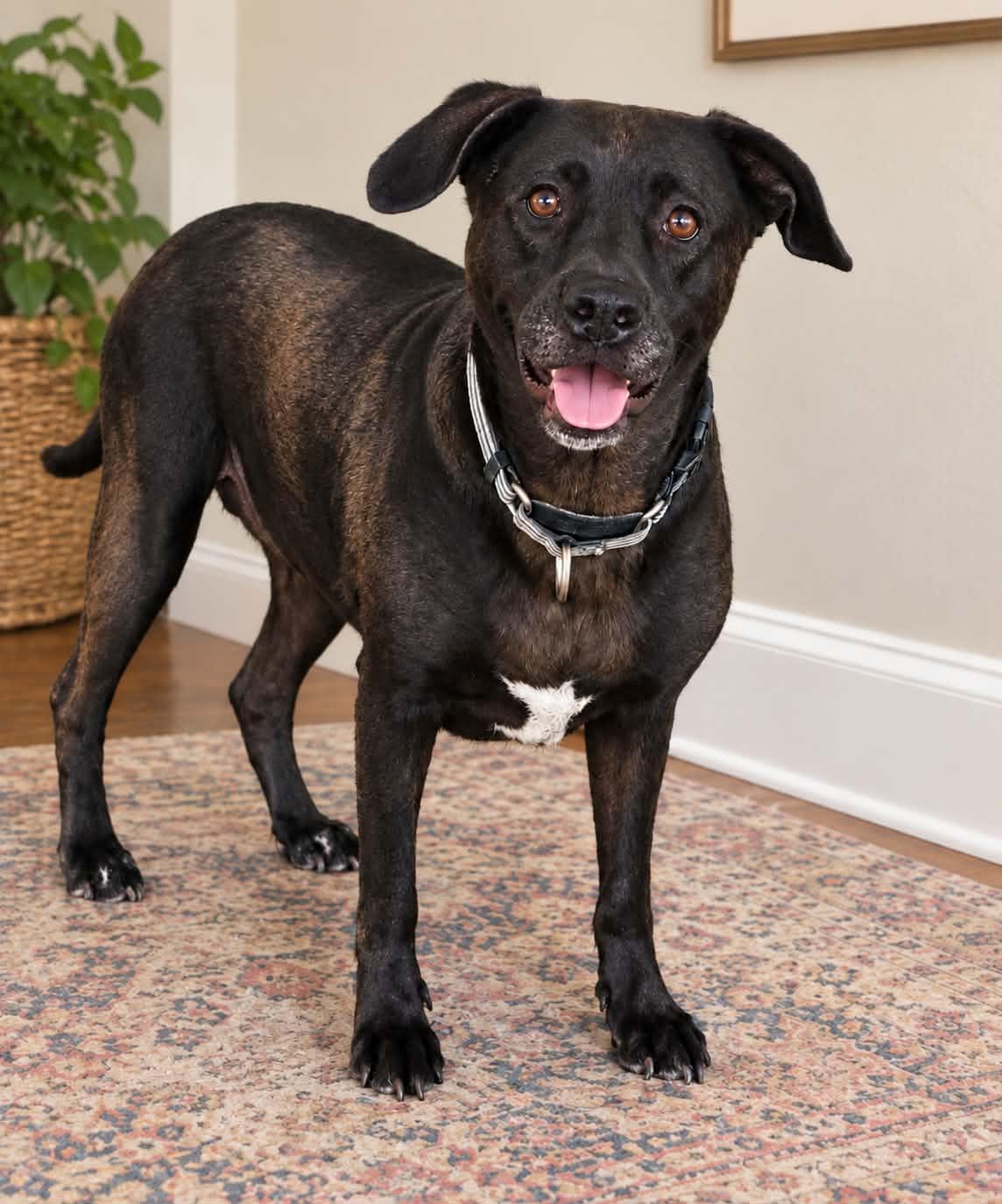 Enlarge GIGI, a Adoptable mixed breed in Kutztown, PA image 6/6