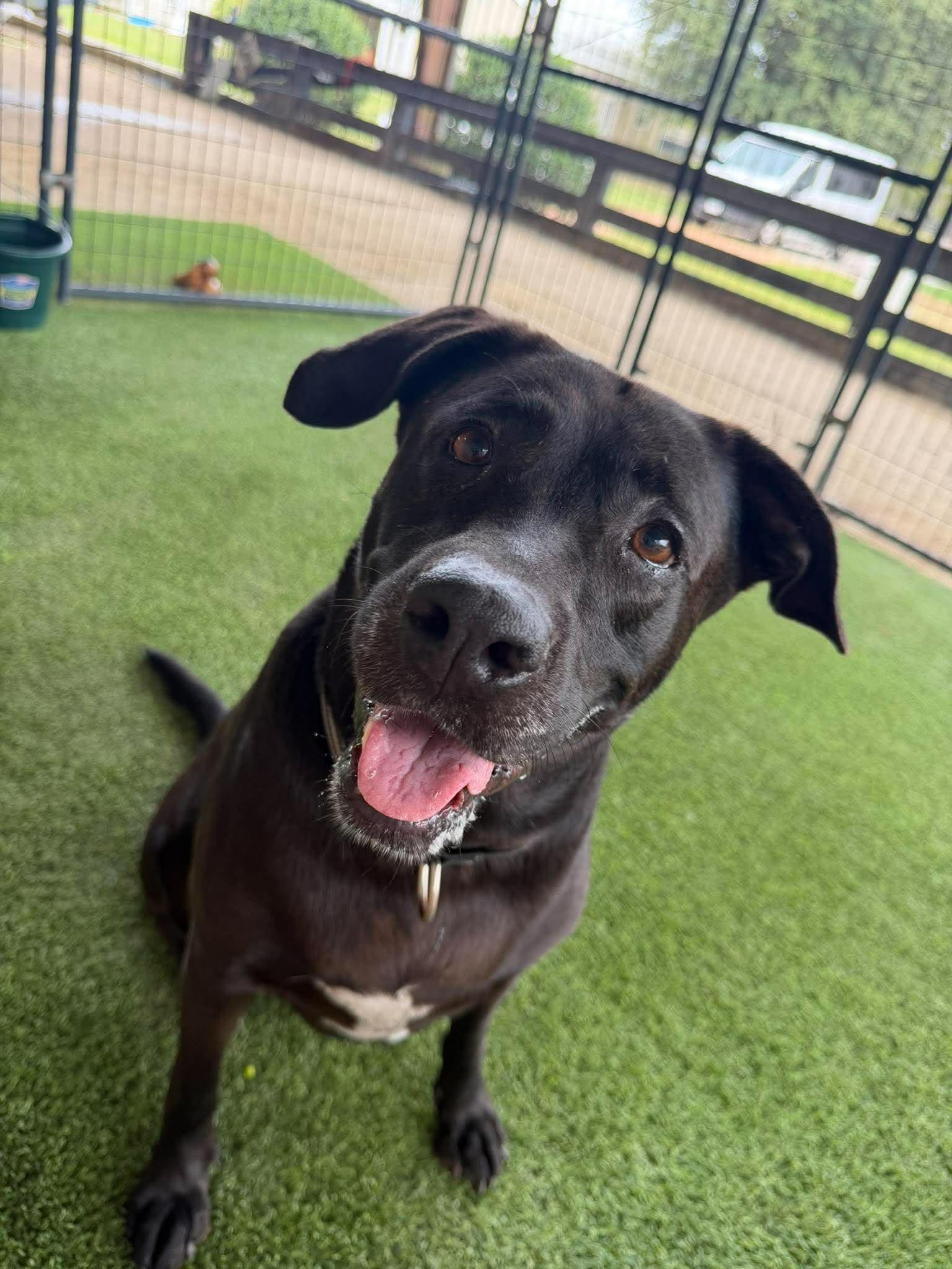 Enlarge GIGI, a Adoptable mixed breed in Kutztown, PA image 5/6