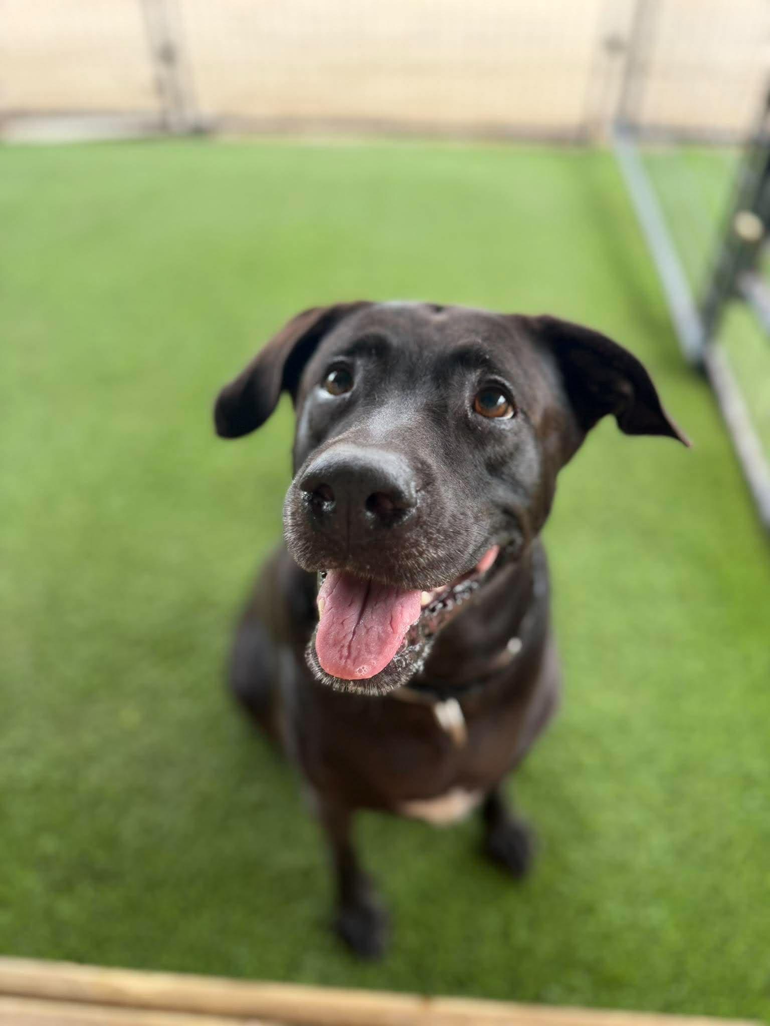 Enlarge GIGI, a Adoptable mixed breed in Kutztown, PA image 3/6