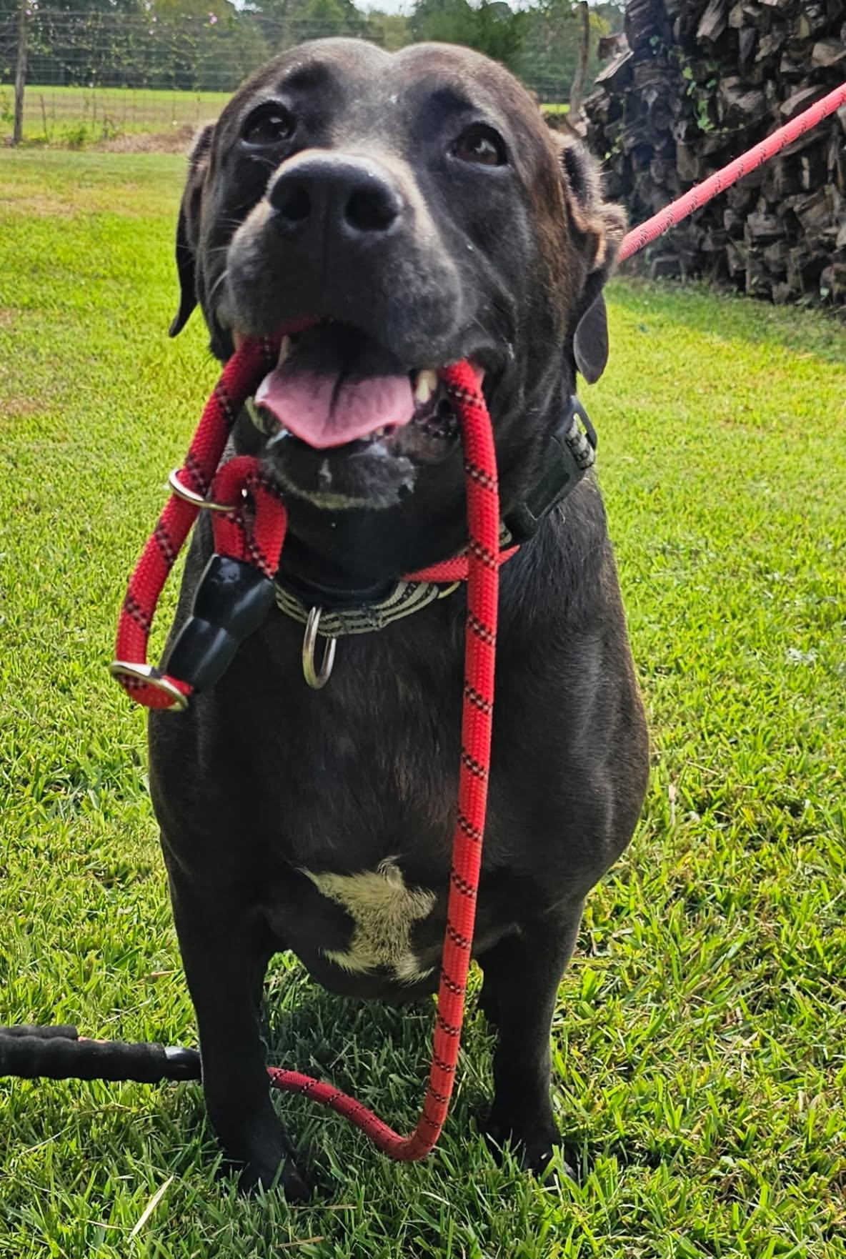 Enlarge GIGI, a Adoptable mixed breed in Kutztown, PA image 1/6