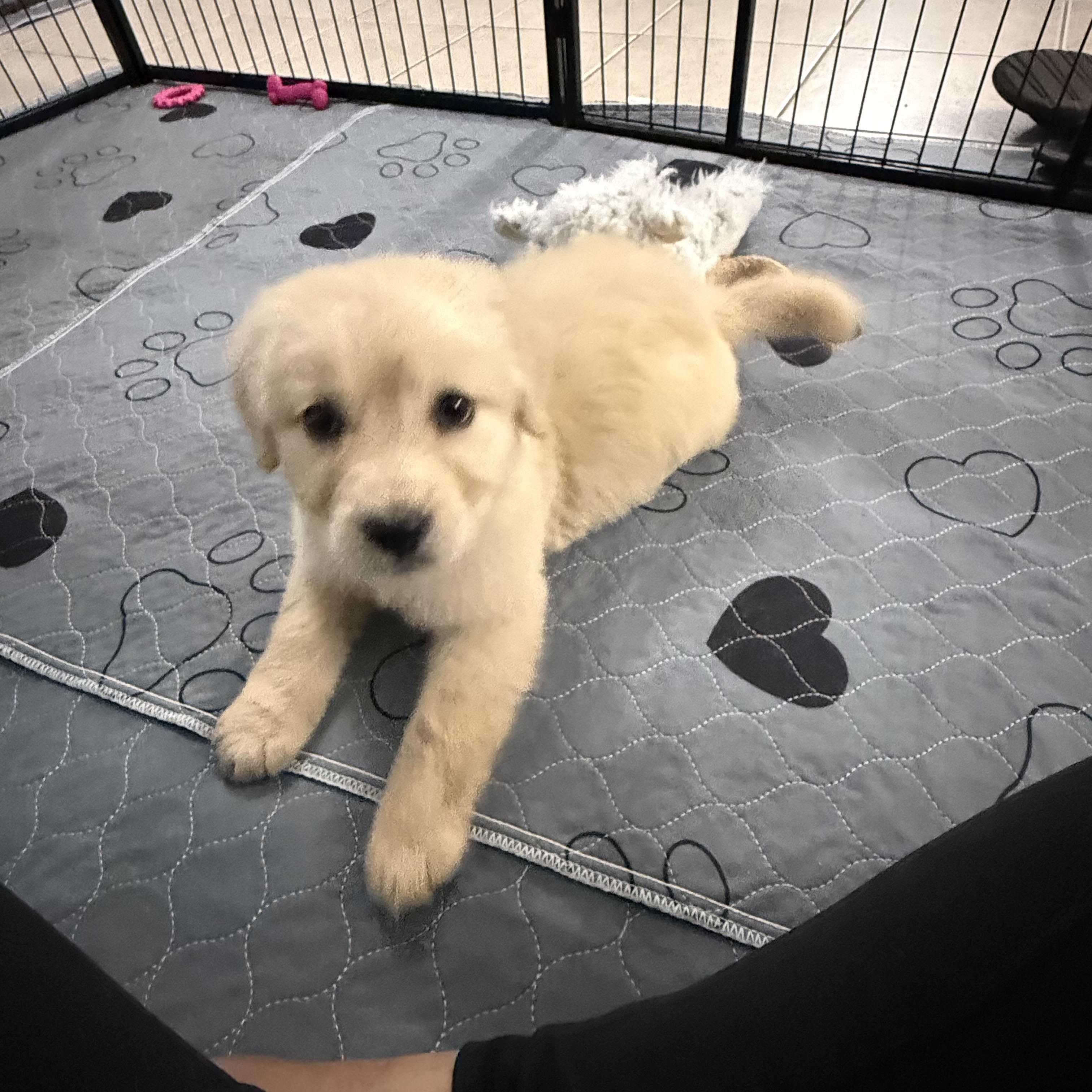 Molly, a Adopted mixed breed in Spartanburg, SC image 3/6