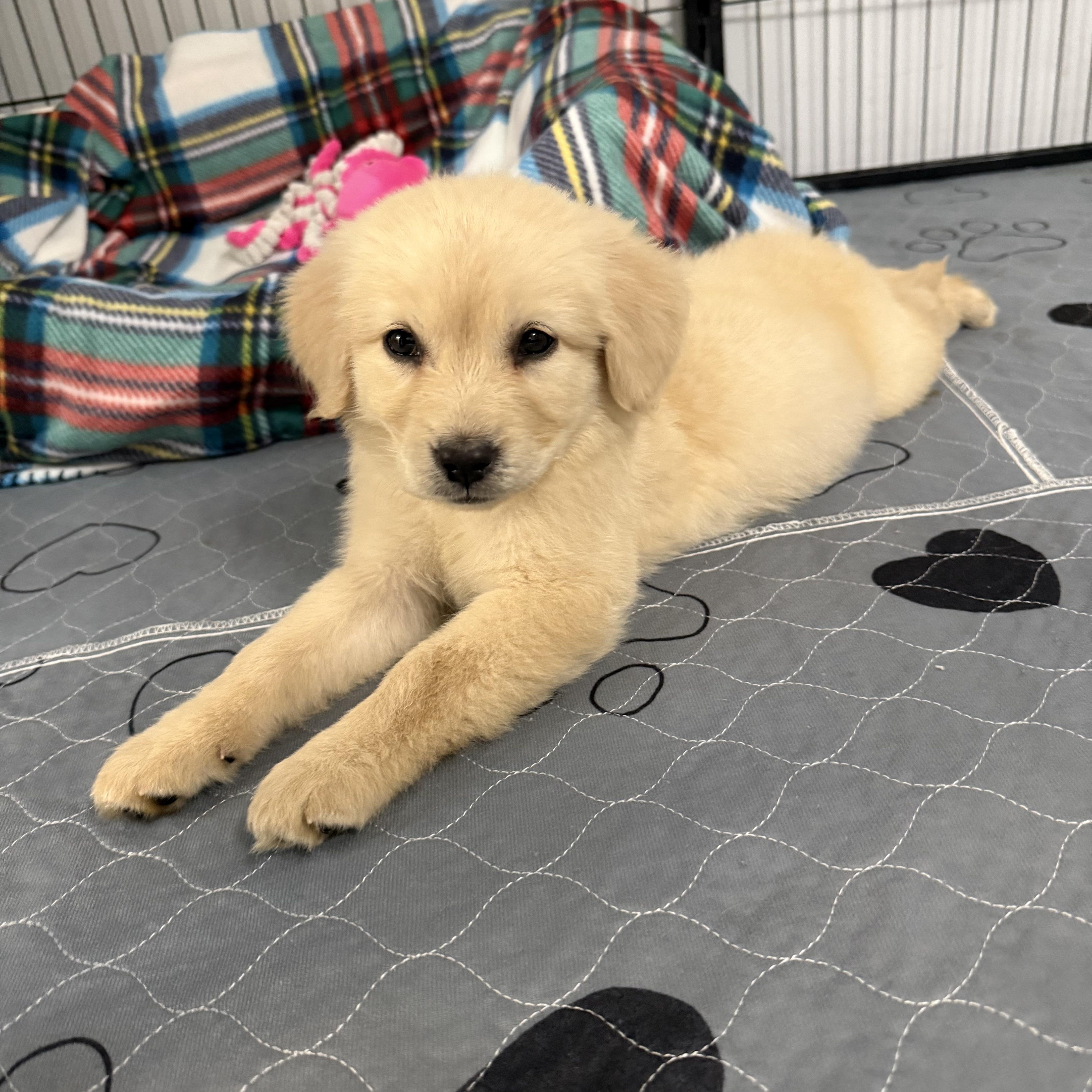 Molly, a Adopted mixed breed in Spartanburg, SC image 4/6