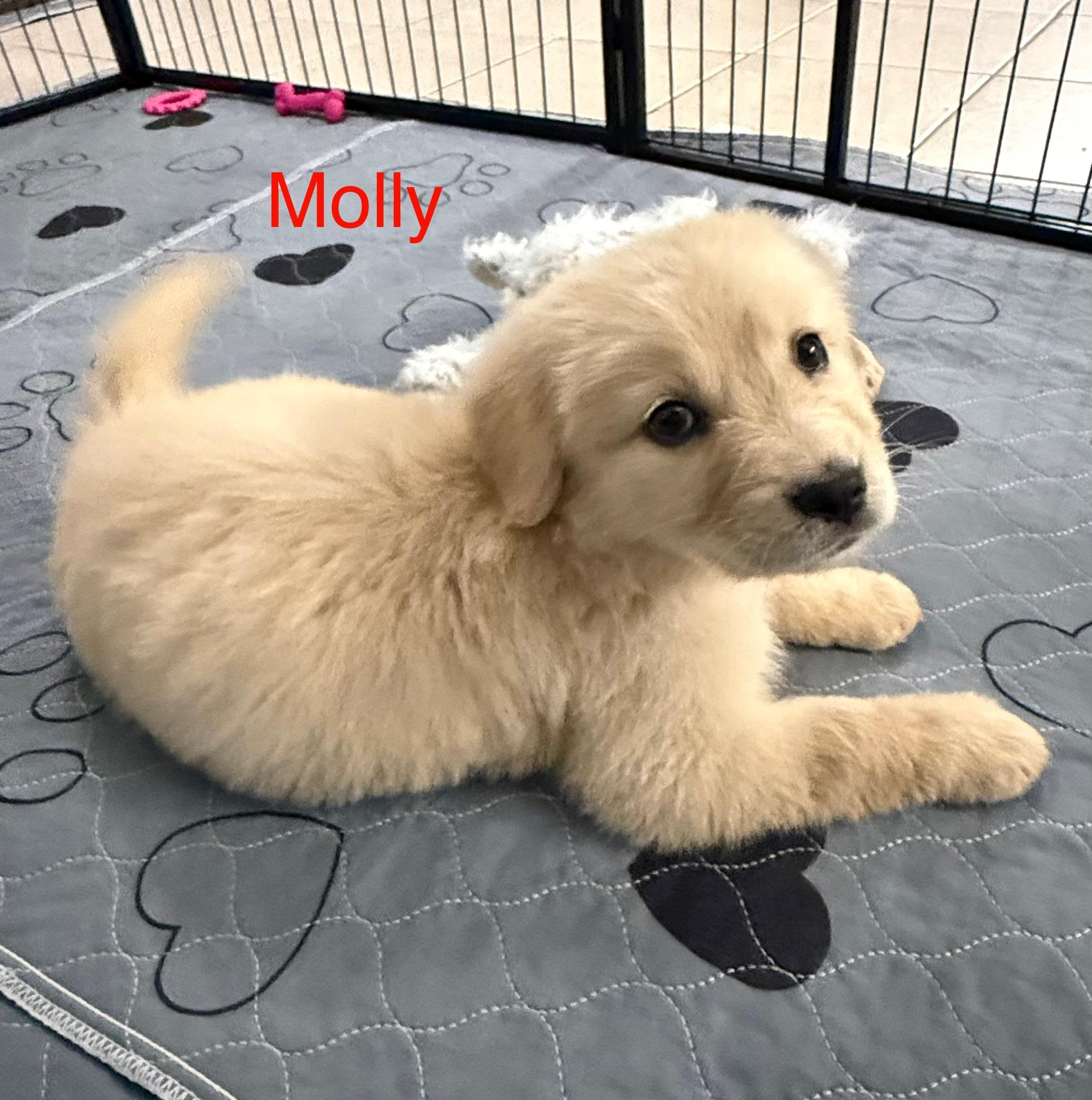 Molly, a Adopted mixed breed in Spartanburg, SC image 2/6